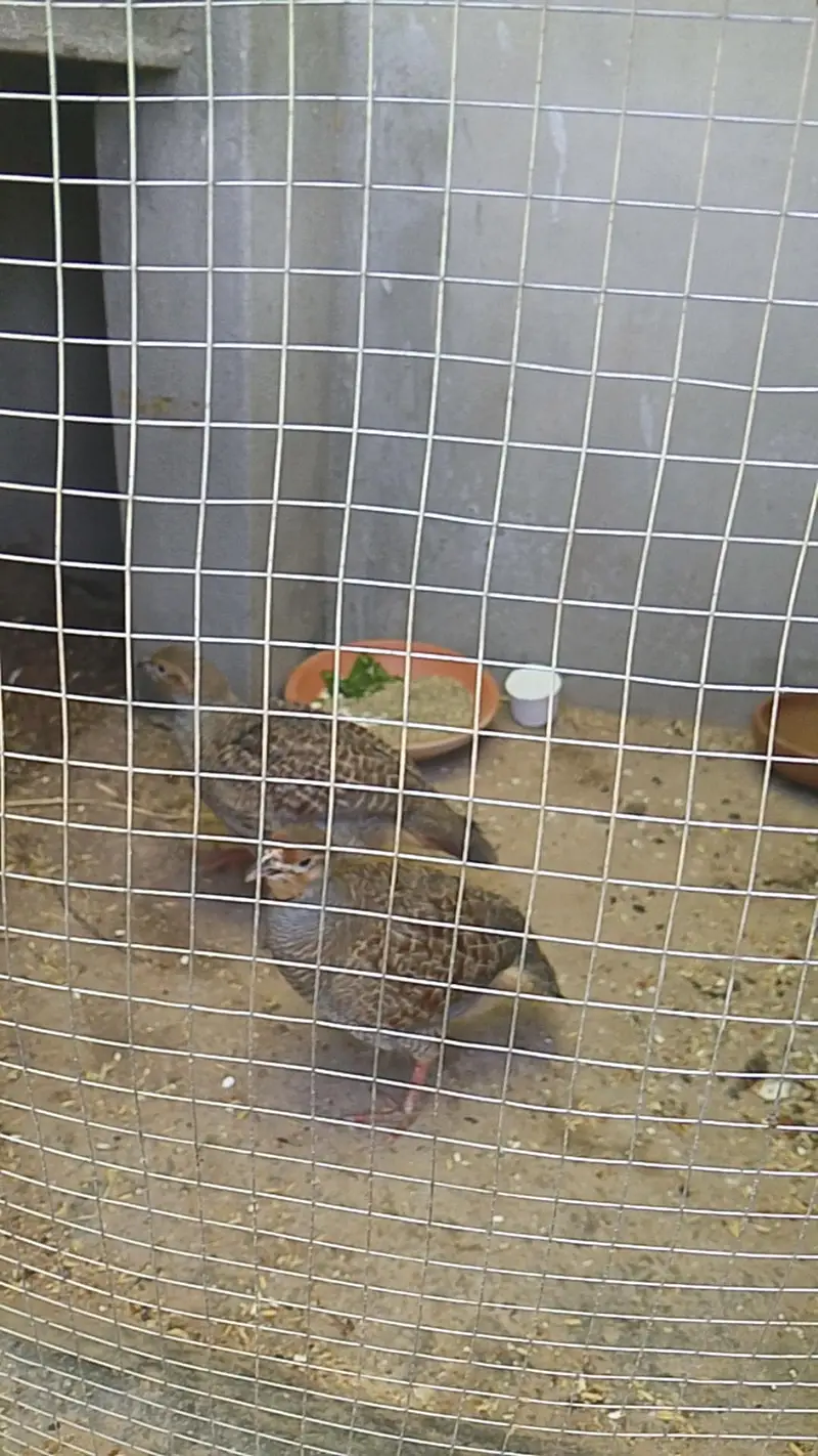 pure dhakni breeder pair — photo 3