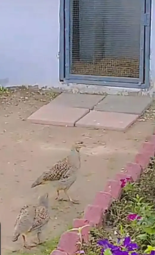 pure dhakni breeder pair — photo 7