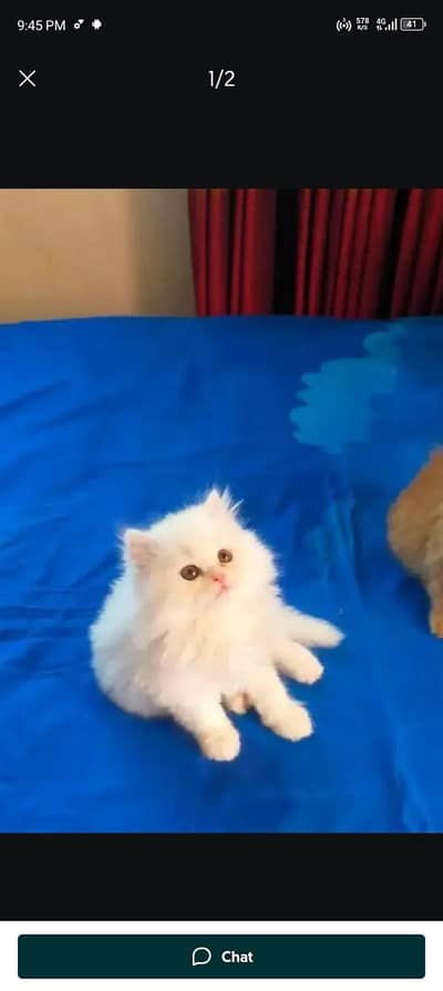 Persian cat for sale my WhatsApp number  03703659905