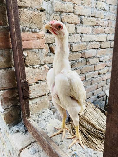 pure aseel shamo_White Shamo Chick|Quality bird|king size/aseel chicks