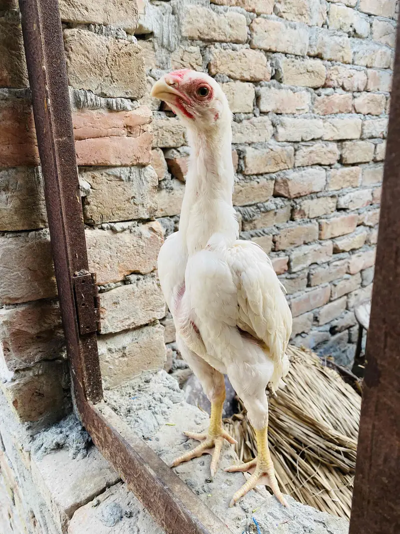 pure aseel shamo_White Shamo Chick|Quality bird|king size/aseel chicks — photo 2