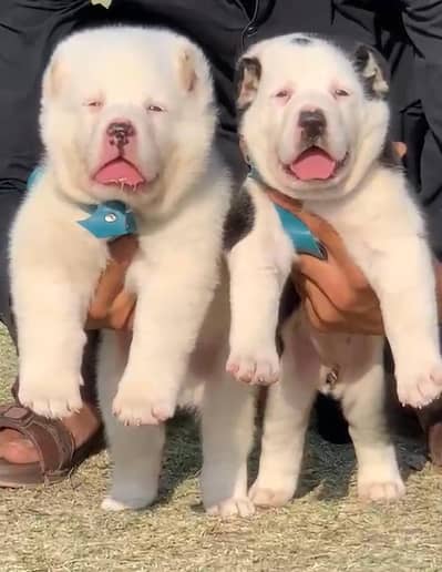 alabai security dog 2 month pair for sale