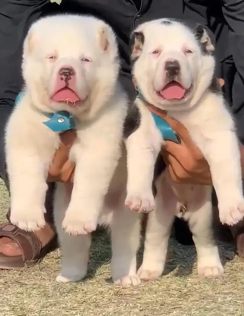 alabai security dog 2 month pair for sale — photo 2