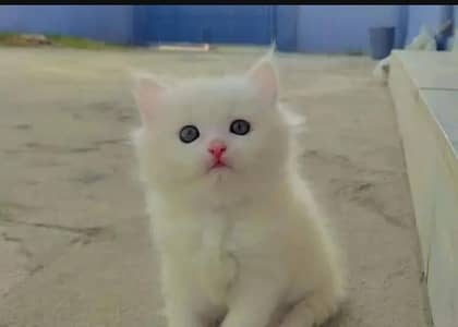 Persian cat for sale my WhatsApp number  03703659905