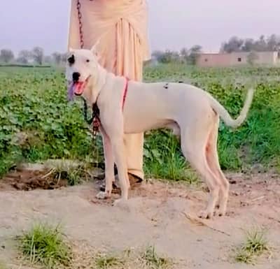 gultair male available for sale