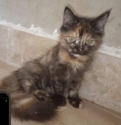 Cat for sell