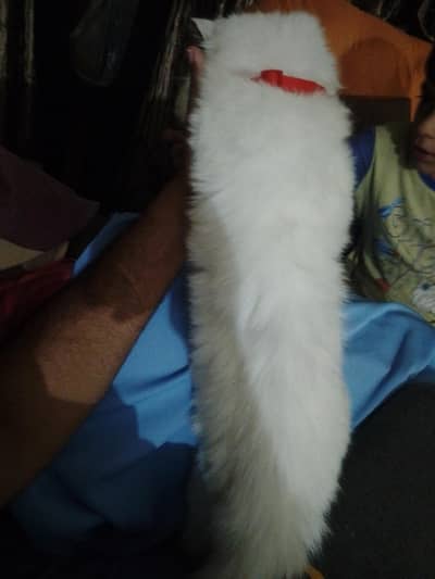 Stunning Odd-Eyed Turkish Angora Cat for Sale