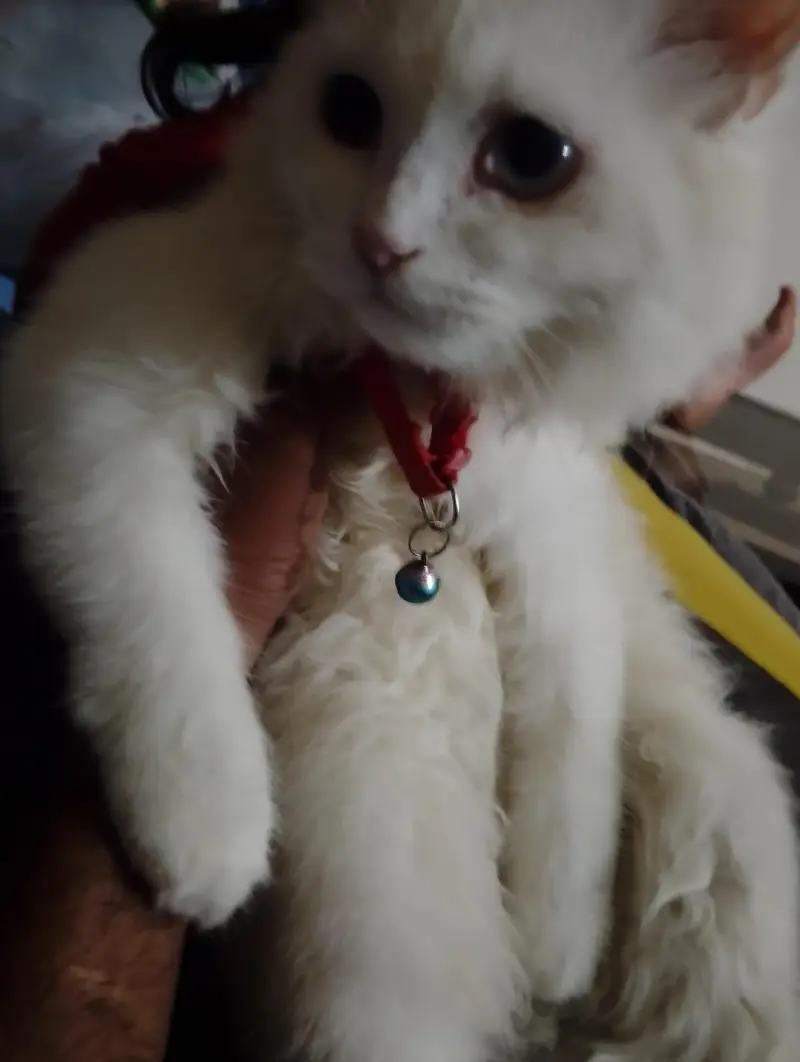 Stunning Odd-Eyed Turkish Angora Cat for Sale — photo 2