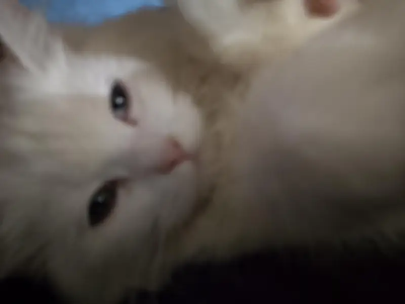 Stunning Odd-Eyed Turkish Angora Cat for Sale — photo 3
