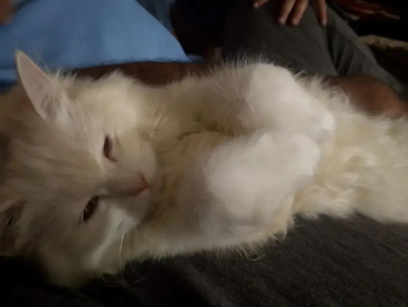 Stunning Odd-Eyed Turkish Angora Cat for Sale — photo 4