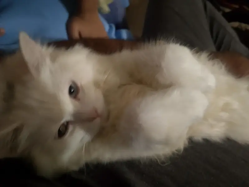Stunning Odd-Eyed Turkish Angora Cat for Sale — photo 5