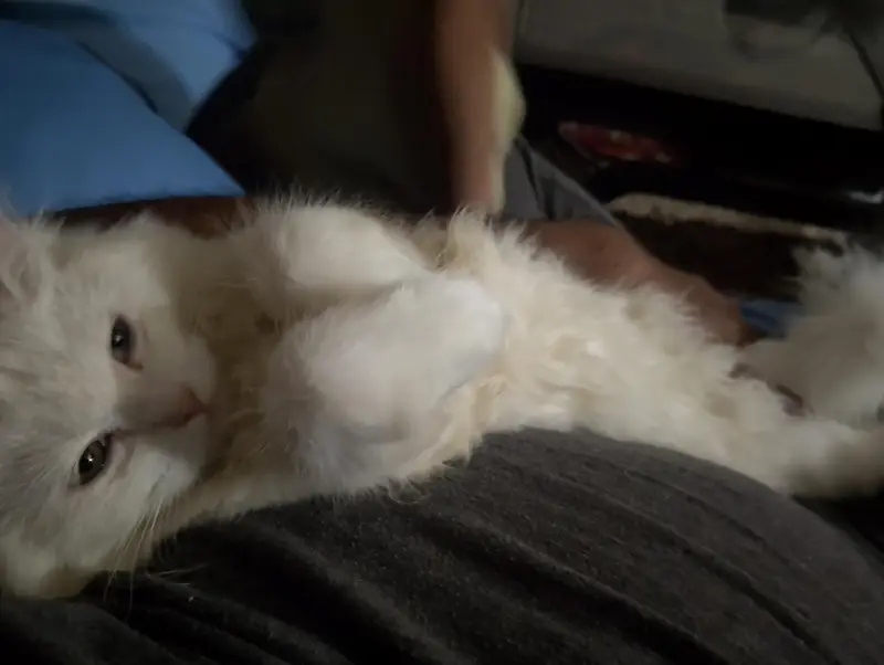 Stunning Odd-Eyed Turkish Angora Cat for Sale — photo 6