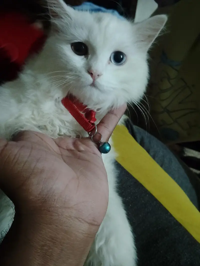 Stunning Odd-Eyed Turkish Angora Cat for Sale — photo 7