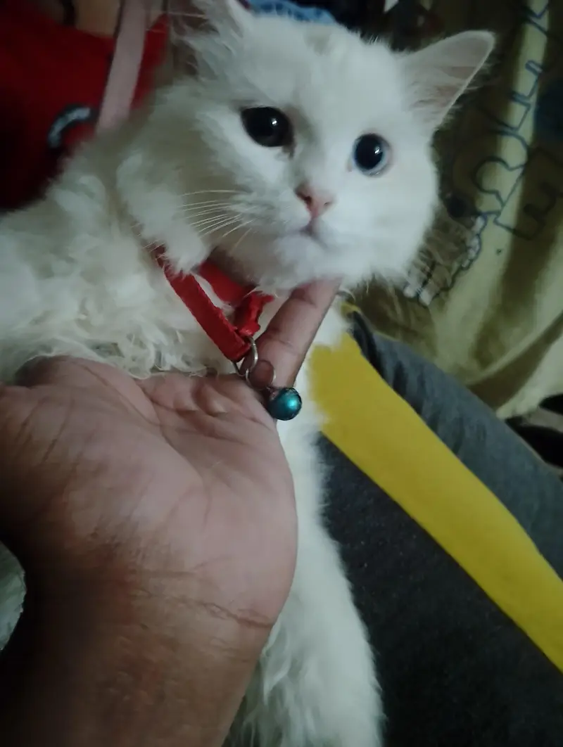 Stunning Odd-Eyed Turkish Angora Cat for Sale — photo 8