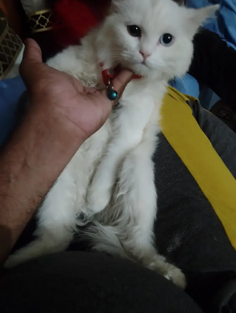 Stunning Odd-Eyed Turkish Angora Cat for Sale — photo 9