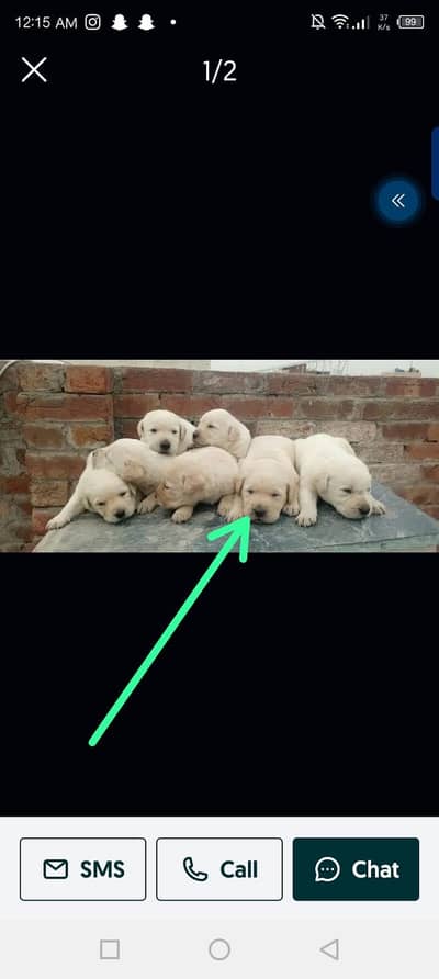 Labrador puppy