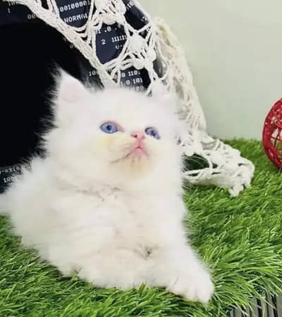 Persian cat for sale my WhatsApp number  03703659905