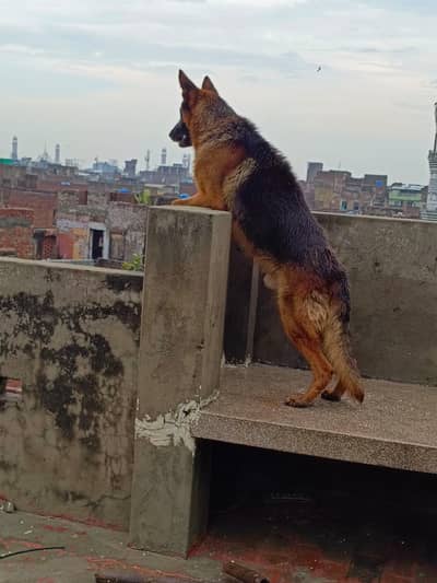 German shepherd dog 0321-4933987