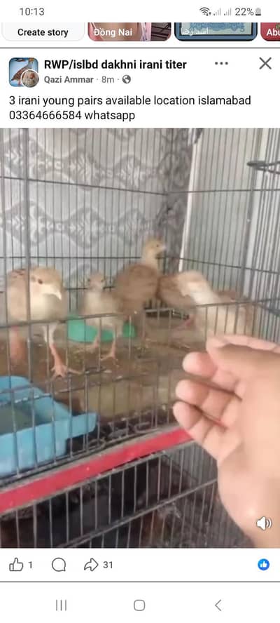 Irani breeder pair and young pair