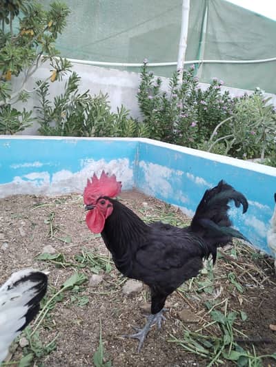 Rooster Australorp Urgent Sale