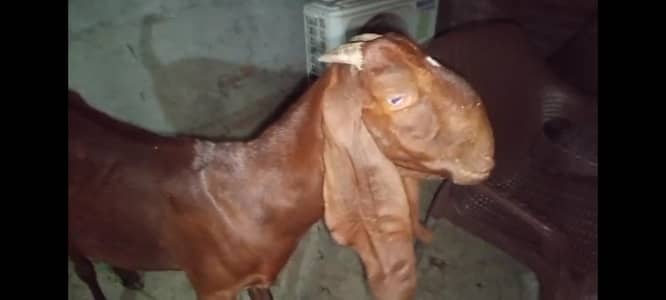 Nagri female