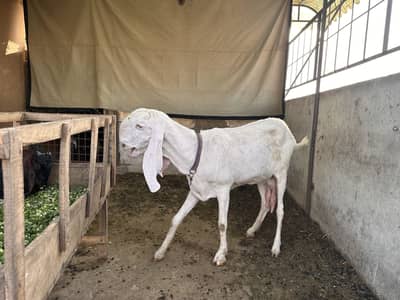 Rajanpuri female goat