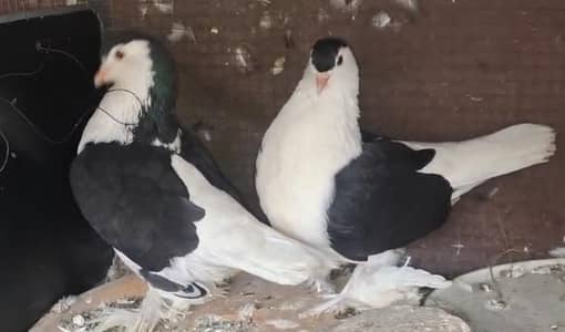 Black Lahori Sheerazi Breeder pair for sale