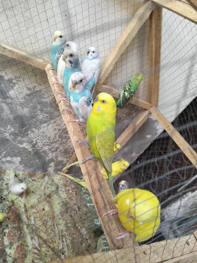 parrots for sale. . . .