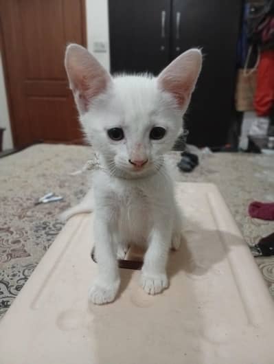 Persian kittens