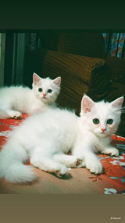 PERSIAN KITTENS FOR SALE,EACH KITTEN PRICE 15K!