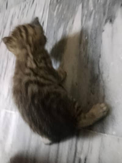 Persian kittens available