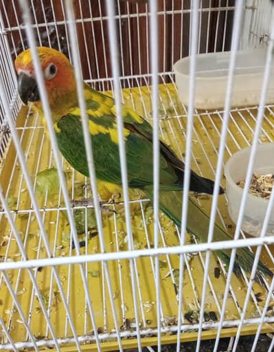 Sun conure male