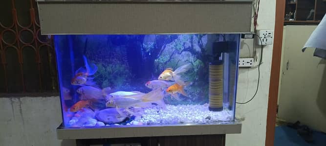 fish aquarium