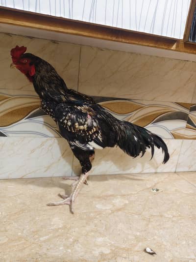 Shamo cross for sale Big male and three chicks