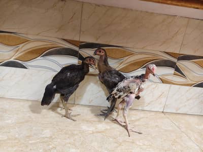 Shamo cross for sale Big male and three chicks