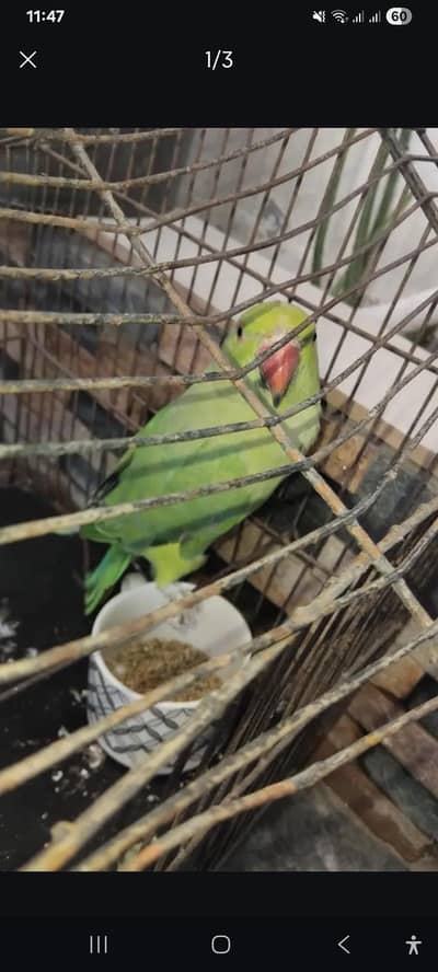 Parrot kashmiri parrot