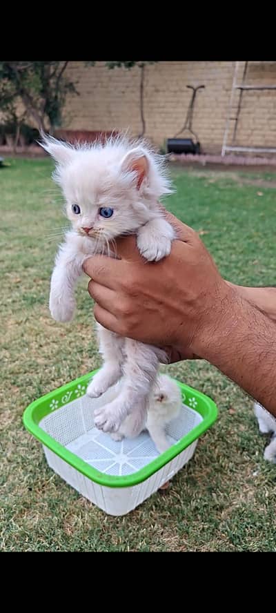 Cute Persian Kittens