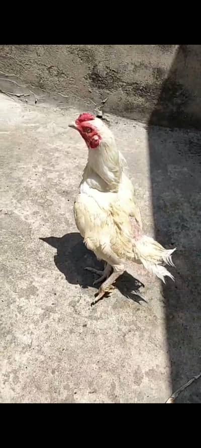 Heera aseel phata and lassni phati for sale price phaty ki lagi ha