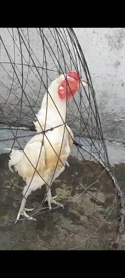 Heera aseel phata and lassni phati for sale price phaty ki lagi ha