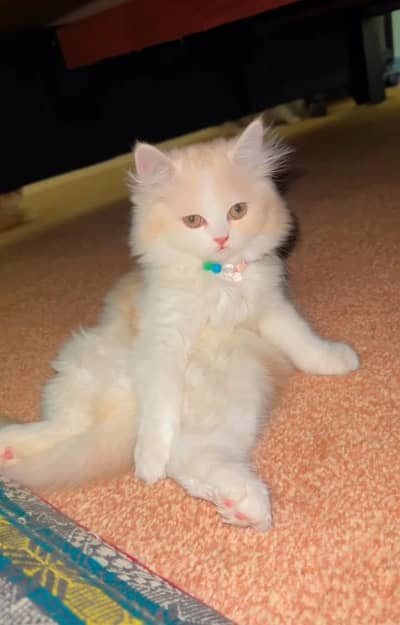 Persian cat for my sale my Watsap Number 0324*3829803