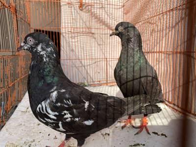 Zakh cheena tow bredr pair