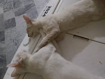 Himalayan and Persian pair available for loving homes