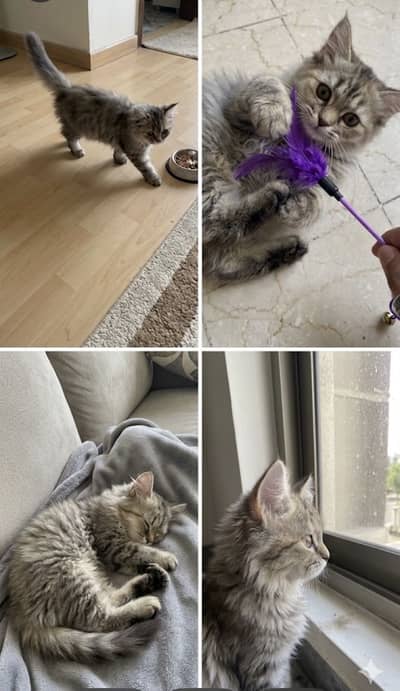 Persian cat for sale (grey)