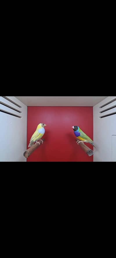 Gouldian Mutation