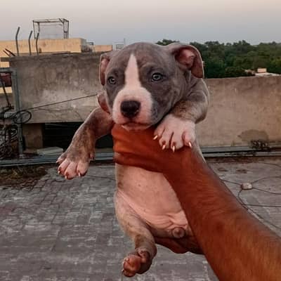 American Pitbull
