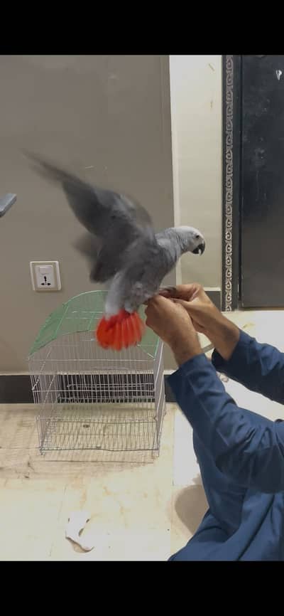 african grey parrot silver female
