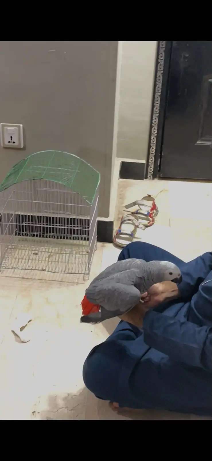 african grey parrot silver female — photo 2