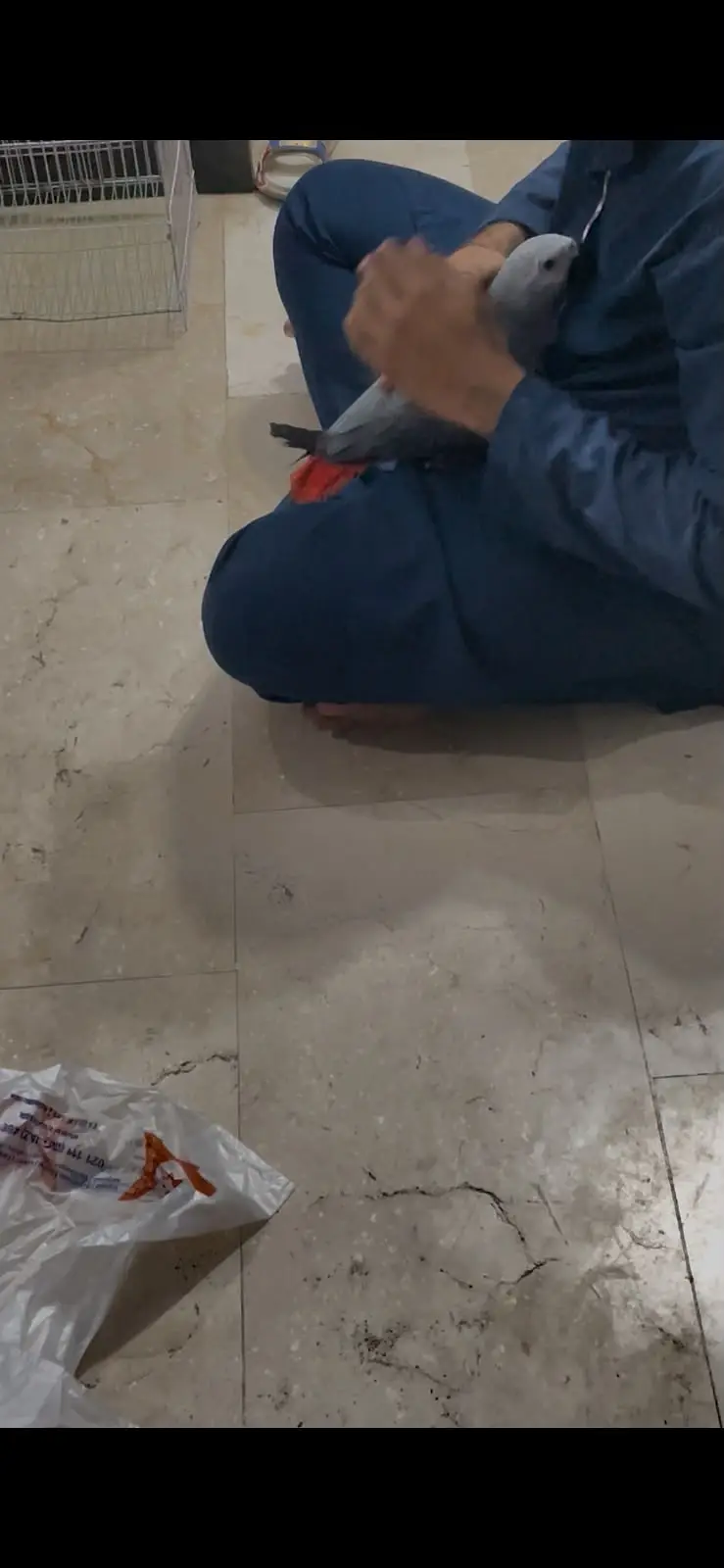african grey parrot silver female — photo 3