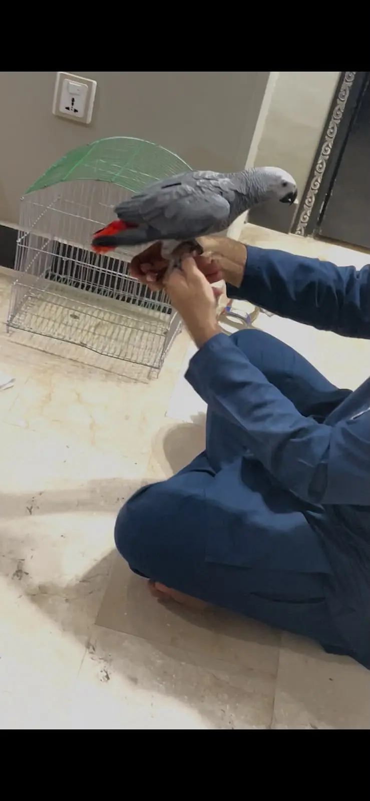 african grey parrot silver female — photo 5