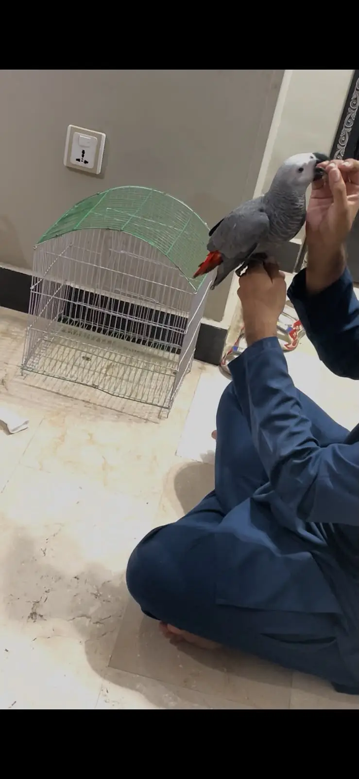 african grey parrot silver female — photo 6